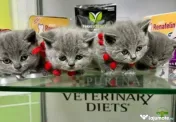 British shorthair blue