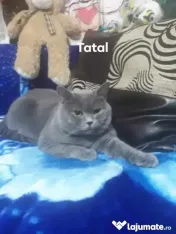 British shorthair blue