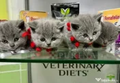 British shorthair blue