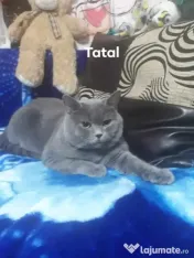 British shorthair blue