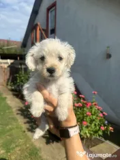 Căței două fetițe de două luni foarte iubitoare adopție 