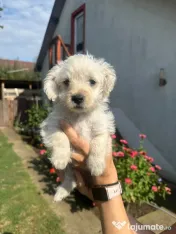 Căței două fetițe de două luni foarte iubitoare adopție 