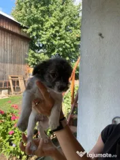 Căței două fetițe de două luni foarte iubitoare adopție 