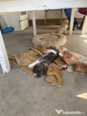 Căței două fetițe de două luni foarte iubitoare adopție 