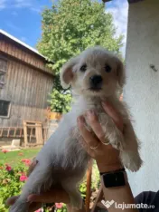Căței două fetițe de două luni foarte iubitoare adopție 