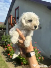 Căței două fetițe de două luni foarte iubitoare adopție 