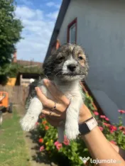Căței două fetițe de două luni foarte iubitoare adopție 