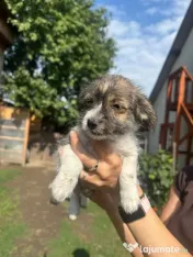Căței două fetițe de două luni foarte iubitoare adopție 