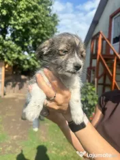 Căței două fetițe de două luni foarte iubitoare adopție 