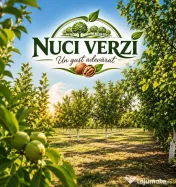 Nuci în coajă din livadă ECO – miez alb-auriu – direct de la producător 