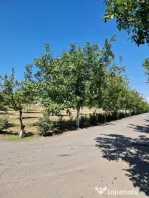 Nuci în coajă pentru en-gros – calitate premium – livadă ECO