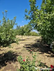 Nuci în coajă pentru en-gros – calitate premium – livadă ECO 