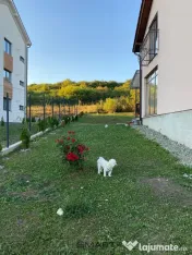 Casa individuala si curte in Davinci/ PET FRIENDLY