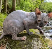 Sfinx Sphynx pisicuțe scumpe