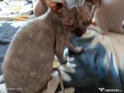 Sfinx Sphynx pisicuțe scumpe