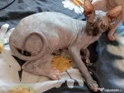Sfinx Sphynx pisicuțe scumpe