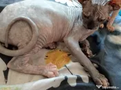 Sfinx Sphynx pisicuțe scumpe