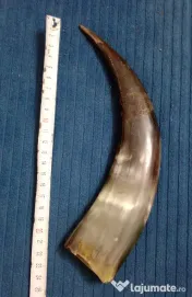 Corn de taur sau bivol 25 cm. cu urme de adeziv