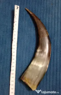 Corn de taur sau bivol 25 cm. cu urme de adeziv