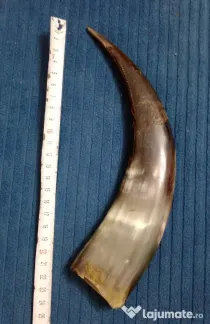 Corn de taur sau bivol 25 cm. cu urme de adeziv
