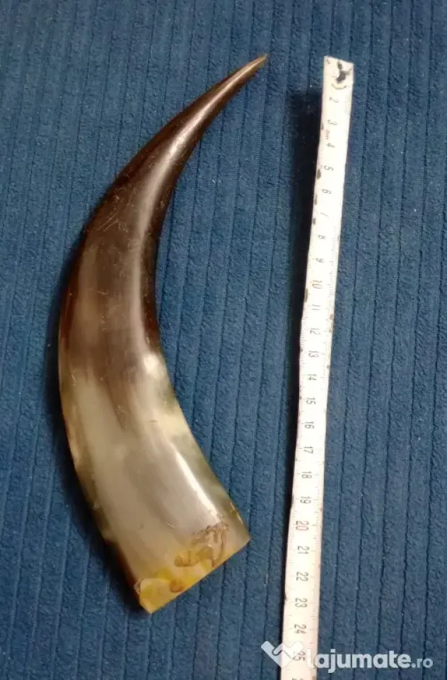 Corn de taur sau bivol 25 cm. cu urme de adeziv