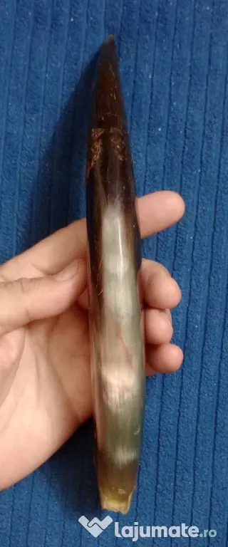 Corn de taur sau bivol 25 cm. cu urme de adeziv