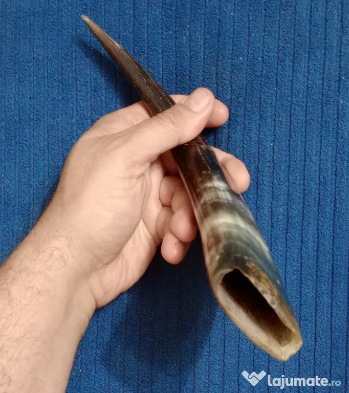 Corn de taur sau bivol 25 cm. cu urme de adeziv