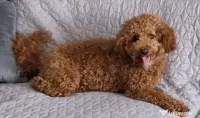 cățel cavapoo