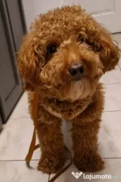 Cățel cavapoo 