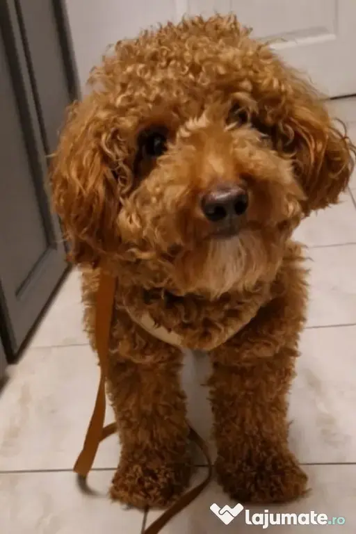 Cățel cavapoo
