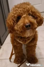 Cățel cavapoo 