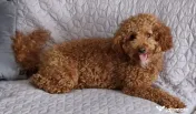 Cățel cavapoo 