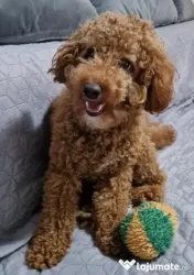 Cățel cavapoo 