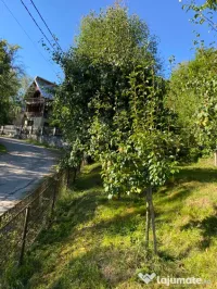 Pere de vânzare 