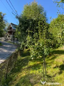 Pere de vânzare