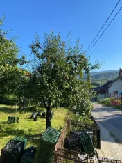 Pere de vânzare 