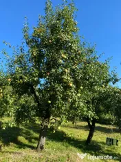 Pere de vânzare 