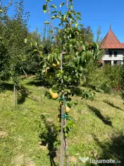 Pere de vânzare 