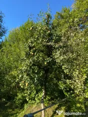 Pere de vânzare 