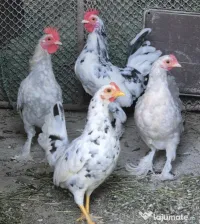 Găini Americane, pitici 