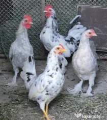 Găini Americane, pitici
