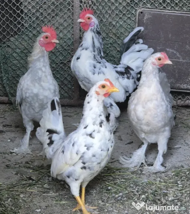 Găini Americane, pitici