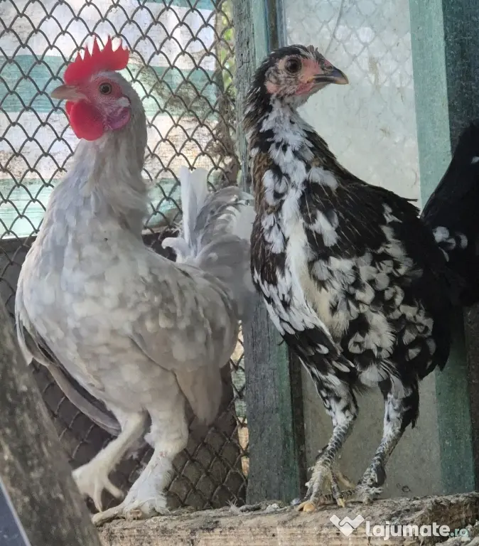 Găini Americane, pitici