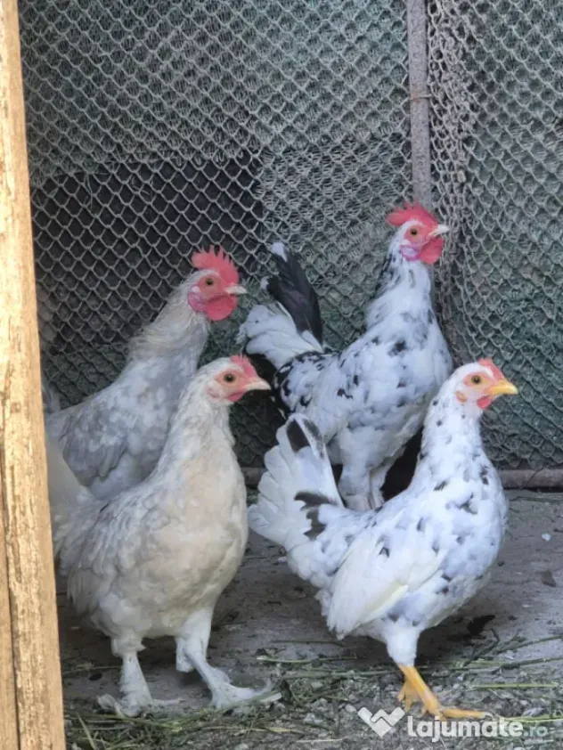 Găini Americane, pitici