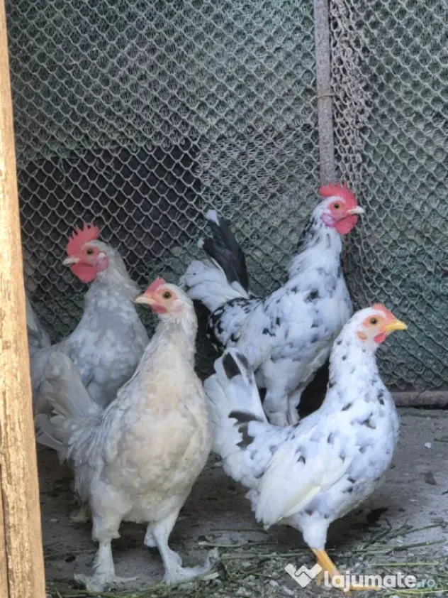 Găini Americane, pitici