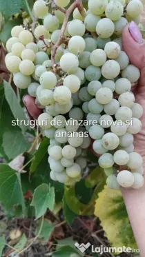 Struguri ananas și novă