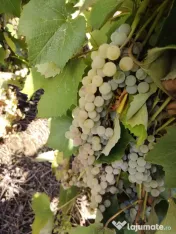 Struguri ananas și novă