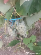 Struguri ananas și novă