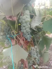 Struguri ananas și novă