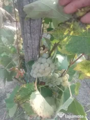 Struguri ananas și novă